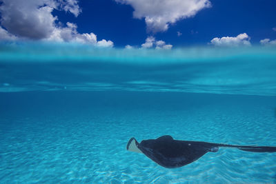 Stingray swimming undersea