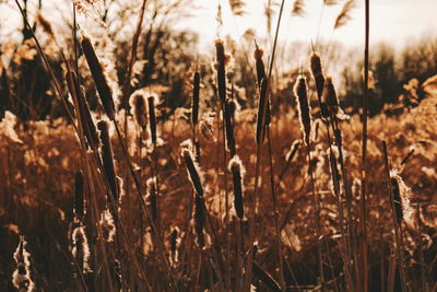 Close-up of stalks in field