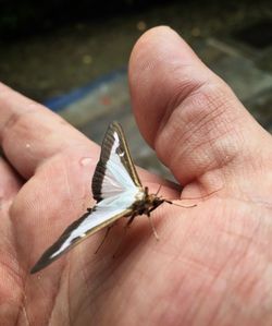 Cropped image of hand holding lizard