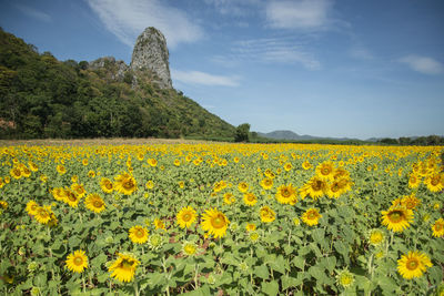 Scenic view of sunflower field against sky