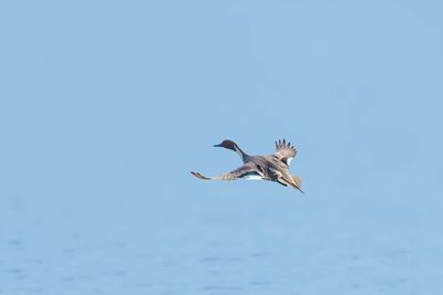 Low angle view of seagull flying in sky