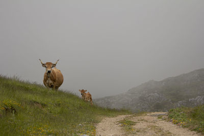Brown asturian breed cattle, in the mountains of leon, loose in the countryside