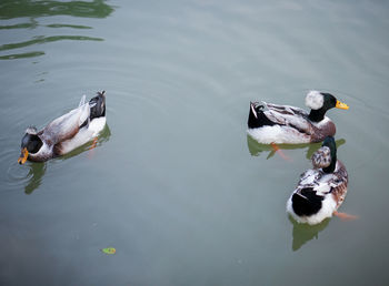 High angle view of duck swimming in lake