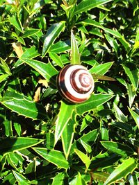 Close-up of snail on plant