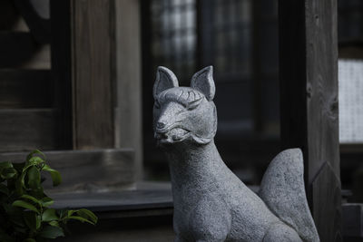 Close-up of cat
