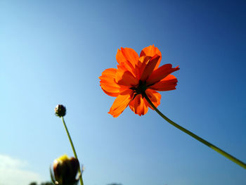 Low angle view of orange cosmos flowering plant against the blue sky