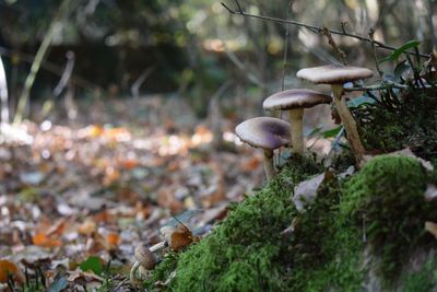 Close-up of mushrooms growing on land