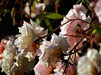 Close-up of white flowers