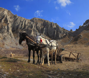 Horse on field against mountains