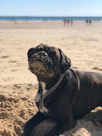 Dog looking away on beach