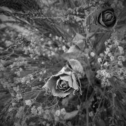 Close-up of roses blooming outdoors