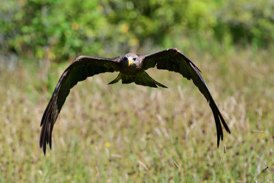 Bird flying over grassy field