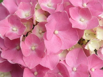 Close-up of pink hydrangea flowers