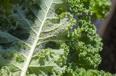 Close-up of green plants
