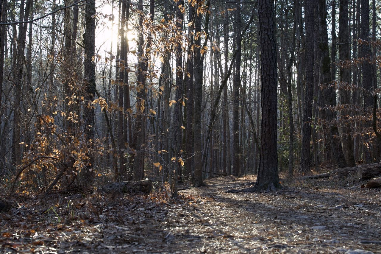 VIEW OF TREES ON LAND