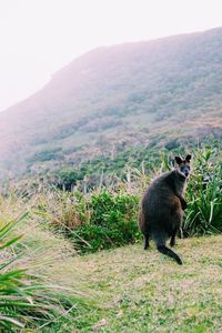 Kangaroo on field against mountain