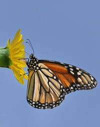 Close-up of butterfly pollinating on yellow flower