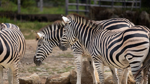 Zebra standing on field