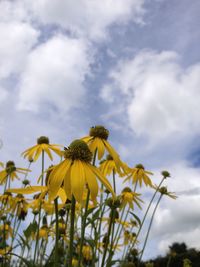 Low angle view of yellow coneflowers against cloudy sky