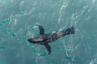 High angle view of seal in sea