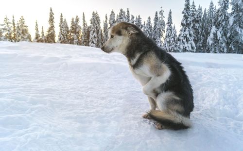 Dog on snow covered land