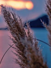 Close-up of plants against sky during sunset