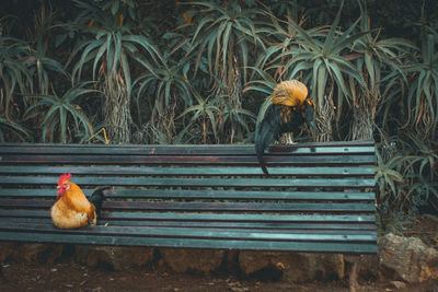 View of birds in nest