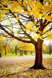 Trees on landscape during autumn