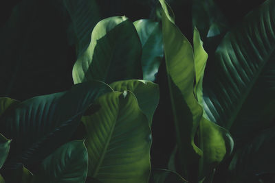 Full frame shot of leaves