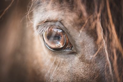 Close-up of horse eye