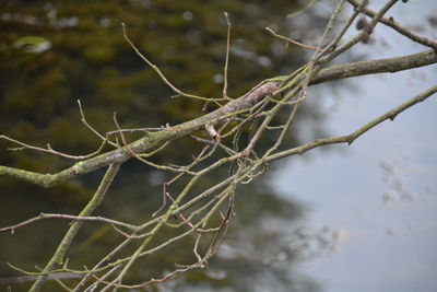 Close-up of branches over lake