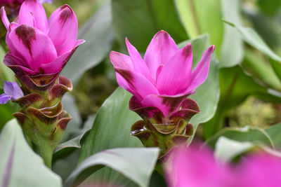 Close-up of pink flowering plant