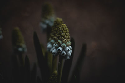 Close-up of flower buds