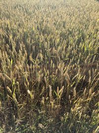 High angle view of crops growing on field