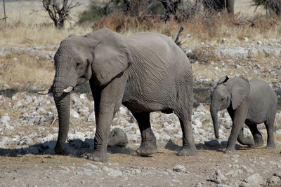 Side view of elephant standing on field