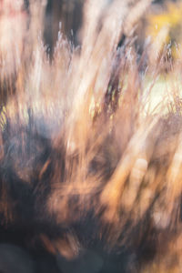 Full frame shot of plants