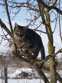 Low angle view of cat on tree