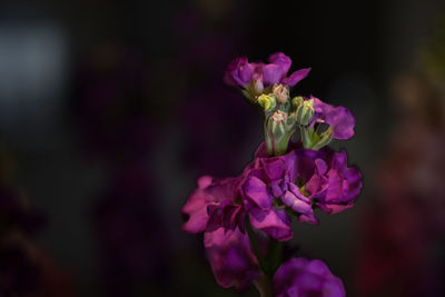 Close-up of purple flowers blooming outdoors