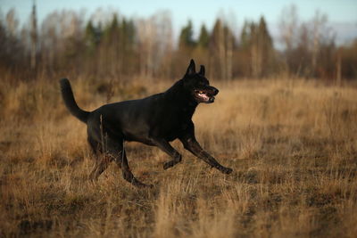 Dog running in a field