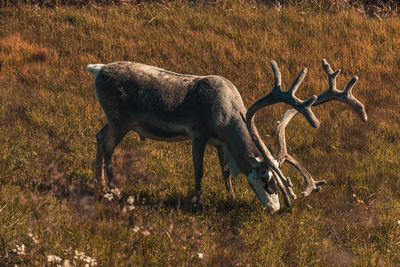 Reindeer grazing in northern norway