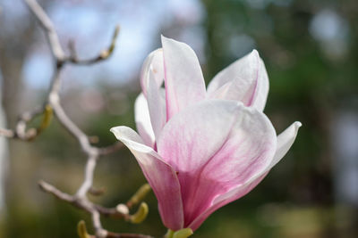 Close-up of pink flower