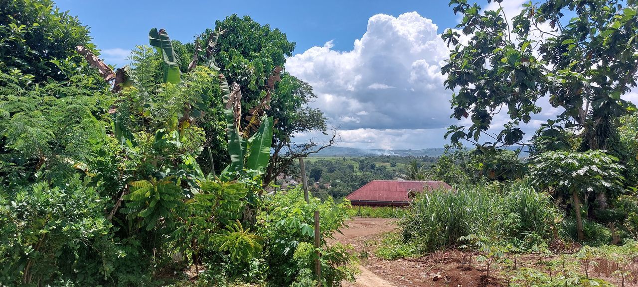 plant, tree, sky, nature, cloud, landscape, growth, environment, garden, beauty in nature, architecture, no people, plantation, land, scenics - nature, jungle, outdoors, green, building, day, food and drink, flower, rural area, house, rural scene, built structure, field, food, agriculture, fruit, tranquility, panoramic, forest, building exterior, travel, travel destinations