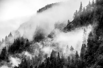 Trees on mountain during foggy weather