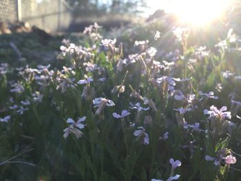 Flowers blooming outdoors