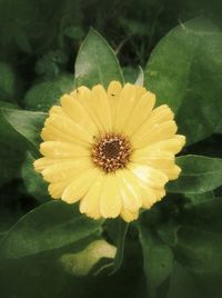 Close-up of yellow flower