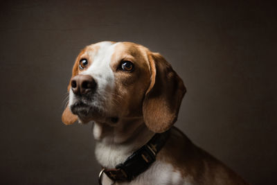 Close-up of beagle against black background