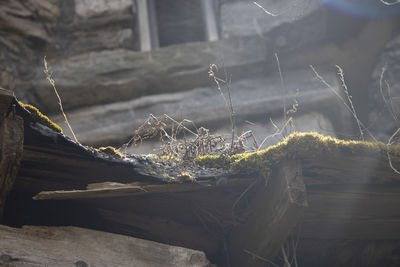 Close-up of wood against plants