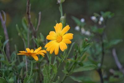 Close-up of yellow flowering plant on field