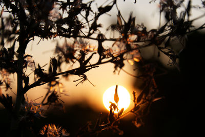 Close-up of silhouette tree against sky during sunset