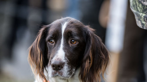 Close-up portrait of dog